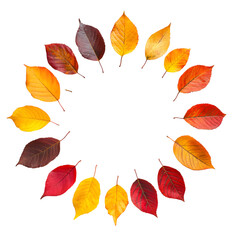 Circle of autumn leaves isolated on transparent background