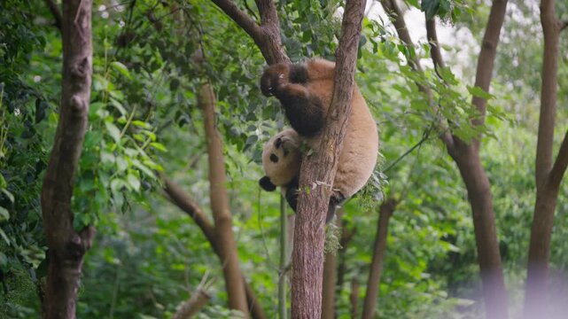 Slow motion of giant panda comically wedged between tree branches, unable to move, surrounded by dense green leaves in a wild forest