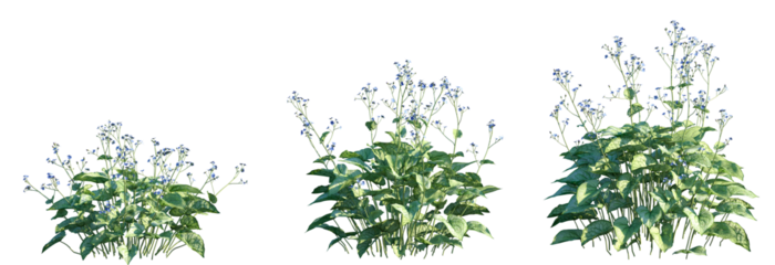 Set of Brunnera macrophylla (the Siberian bugloss, great forget-me-not, largeleaf brunnera or heartleaf) isolated png on a transparent background perfectly cutout high resolution