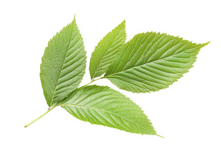 Fototapeta premium Green Leaves on Transparent Background