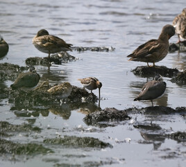 A group of waterbirds and wader birds, three female mallards, Anas platyrhynchos, three northern...