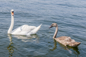 swan on the lake