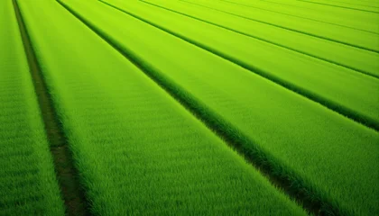 Foto auf Acrylglas Grün Lush green rice paddy fields stretch towards the horizon under a bright sky creating a serene natural landscape  © vstudio
