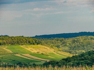 Weinberge im Spätsommer