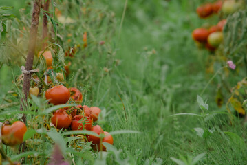 Ripe homegrown red tomatoes hanging on green branches around a path