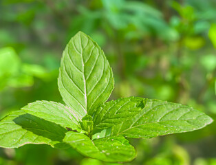 Fresh Green Mint Leaves close-up 