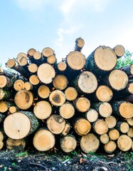 Fototapeta premium A high-angle close-up view of stacked tree trunks, showcasing the natural textures and colors of the wood against a clear blue sky.