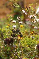 wild mushrooms in the forest