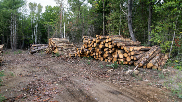 Piles of freshly harvested logs from a logging operation stacked along a dirt path within a wooded area