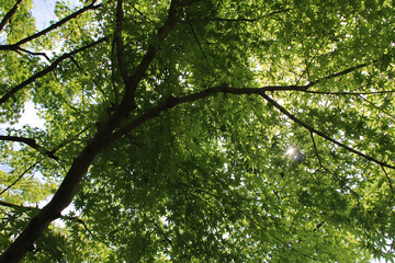 trees in a japanese garden at the nezu museum in tokyo in japan 