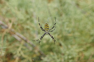 spider on the web