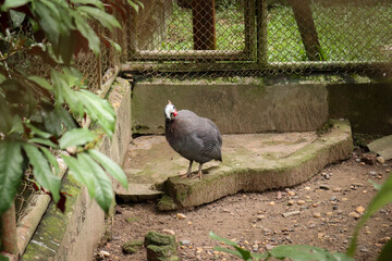 Helmeted Guinea Fowl (Numida meleagris) is a native bird in Africa. It's just walking around inside the zoo cage.