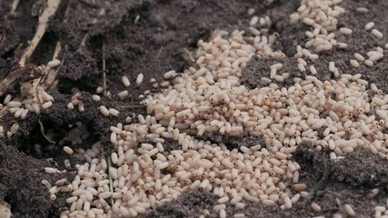 Video of ants depositing their white eggs into holes in the ground