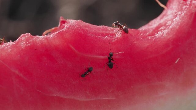 Video of black ants running around on a piece of red watermelon