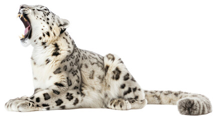 PNG Snow leopard yawn wildlife panther animal.