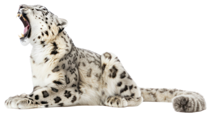 PNG Snow leopard yawn wildlife panther animal.