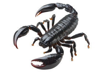 Black Scorpion on Transparent Background
