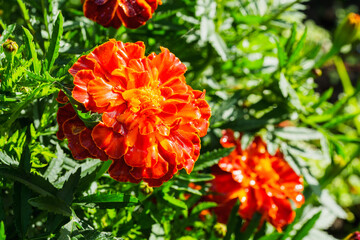 bright marigolds with water drops in the garden summer beauty