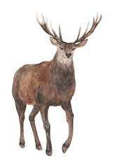 Watercolor forest deer isolated. Cute woodland animal.Hand drawn illustration for cards, t-shirts, posters, prints