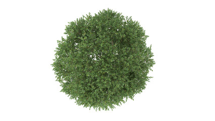 Various types of flowers grass bushes shrub and small plants isolated	
