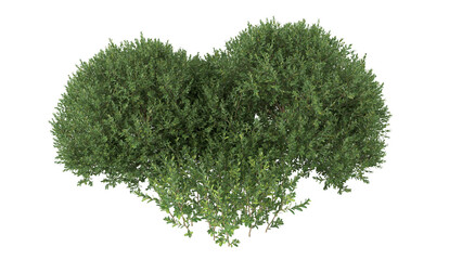 Various types of flowers grass bushes shrub and small plants isolated