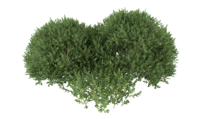 Various types of flowers grass bushes shrub and small plants isolated