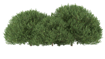 Various types of flowers grass bushes shrub and small plants isolated