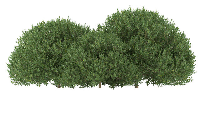 Various types of flowers grass bushes shrub and small plants isolated