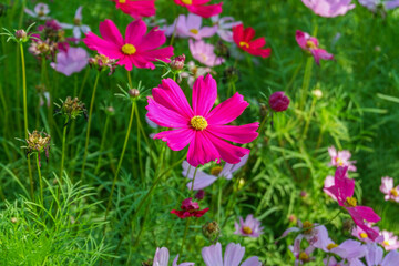 Obraz premium Beautiful pink cosmos flowers blooming in garden,spring season.
