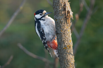 Great Spotted Woodpecker - Dendrocopos major clinging to the side of a dead, weathered tree trunk at dark green background. Photo from Dobrudja in Bulgaria.
