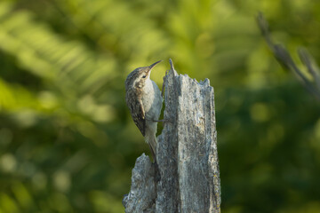 Short-toed treecreeper - Certhia brachydactyla perched gracefully on a weathered tree stump against a blurred, lush green background. Photo from Dobruja in Bulgaria.