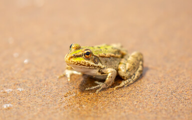 The frog sits on the sand on the shore of the lake. Beautiful wildlife landscape with place for text. The concept of protecting wildlife and ecology.