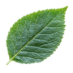 Obraz premium Lantana Leaf isolated on transparent background