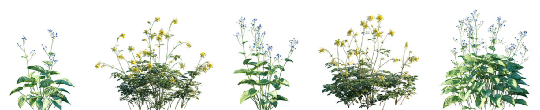 Brunnera Images – Browse 1,695 Stock Photos, Vectors, and Video | Adobe ...