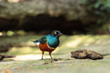 A colorful bird with bright blue, green, and red feathers holds a worm in its beak, standing on the ground in natural surroundings.