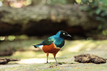 Obraz premium A colorful bird with bright blue, green, and red feathers holds a worm in its beak, standing on the ground in natural surroundings.