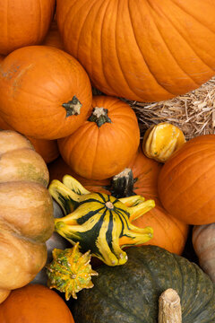 Multiple varieties of pumpkins and squash, white punpkins, gourds, on hay, arranged as autumn fall decor on a patio outdoors in a suburb