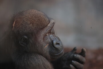 A young gorilla in close-up, gazing thoughtfully with deep eyes, its hand resting near its face in...