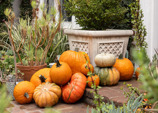 Variety of pumpkins and gourds of different sizes and white pumpkins arranged artfully as decoration for autumn fall on a brick patio in suburbs