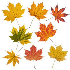 Vibrant autumn maple leaves scattered across a dark canvas displaying fall colors transparent background