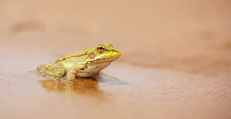 The frog sits on the sand on the shore of the lake. Beautiful wildlife landscape with place for text. The concept of protecting wildlife and ecology.
