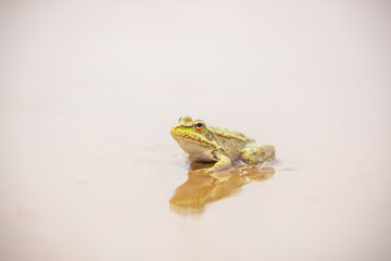The frog sits on the sand on the shore of the lake. Beautiful wildlife landscape with place for...