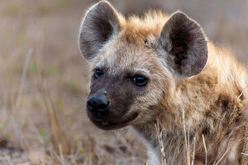 Hyena pup. close encounter with a small curious Spotted Hyena puppy in the Kruger National Park in...