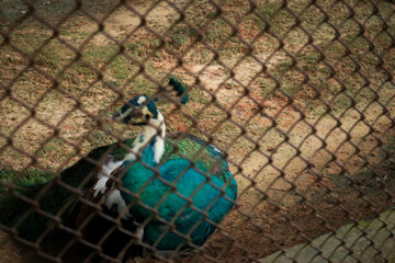 The green peafowl (Pavo muticus) is an endangered species from Southeast Asia and Indochina....