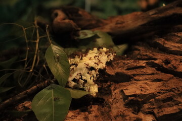 A colony of ants working together on leaves and soil, showing teamwork and activity in their natural habitat.
