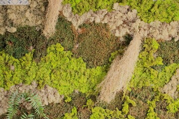 Cetraria islandica, also known as Iceland moss. A textured wall art made of preserved moss and...