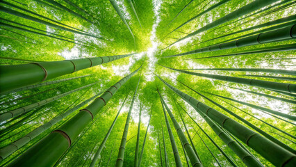 Looking up through a dense green bamboo forest canopy towards the bright sky nature plant