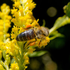 bee on a yellow flower