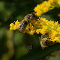 bee on a yellow flower