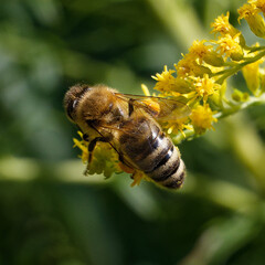 bee on a yellow flower